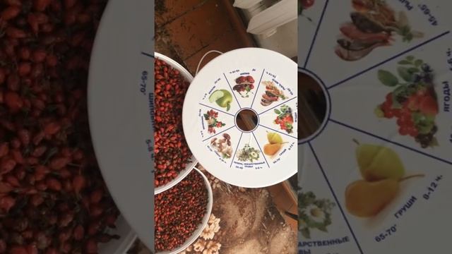 Сушка шиповника. смотреть онлайн