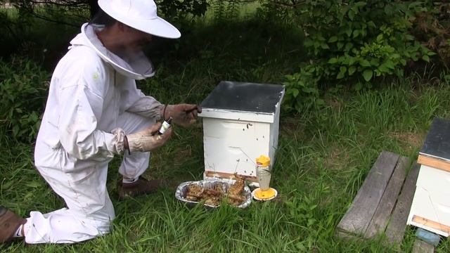 Using Lemongrass Oil When Beekeeping