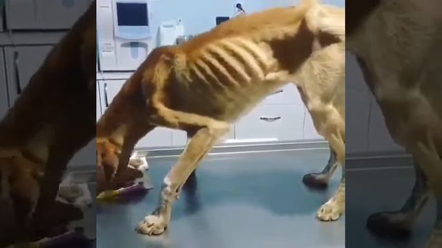 Самая худая собака смотреть онлайн