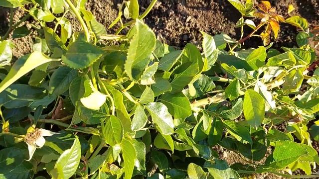 #о_зимовке_роз 15 правил успешной зимовки роз на Урале! смотреть онлайн