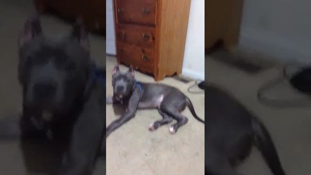 Dreadhead bluenose pitbull talk 2016 смотреть онлайн