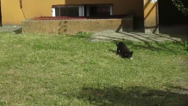 Нашёл котят смотреть онлайн