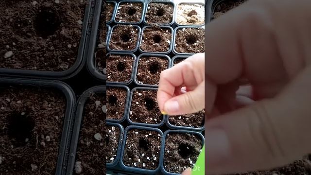 Цинния Прициоза и Дримленд, посев. смотреть онлайн