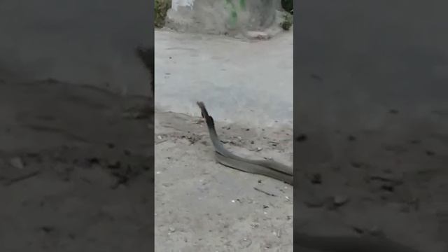 ЗМЕИ В ГОРОДЕ, У НИХ СВОЯ ЖИЗНЬ. ВОЛГОГРАД. ТРАМВАЙНАЯ ОСТАНОВКА-КРАСНООКТЯБРЬСКИЙ РАЙОН.