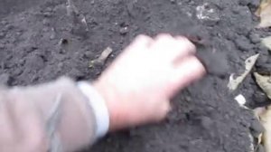 ГРЕЦКИЙ ОРЕХ. Посадка грецкого ореха. Как посадить однолетний саженец ореха.