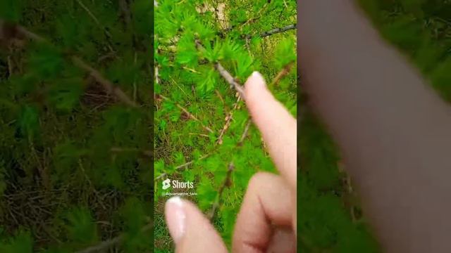 #природа #shorts смотреть онлайн