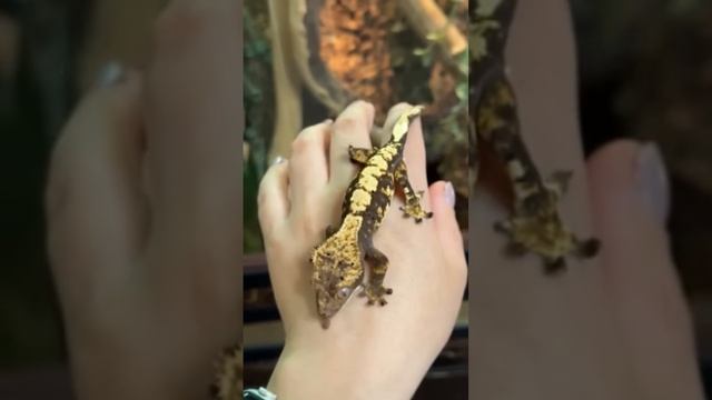 My new Boy? #рекомендации #змея #reels #snake #рептилии #рептилия #эублефар #animal #бананоед #твер смотреть онлайн