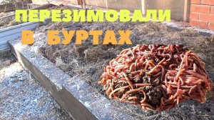 Черви для переработки всех видов навоза