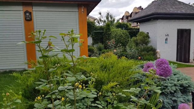 ??????Цветение роз на юге России,г Ростов-на-Дону, розы Д.Остина, 04.06.2021г.?????? смотреть онлайн