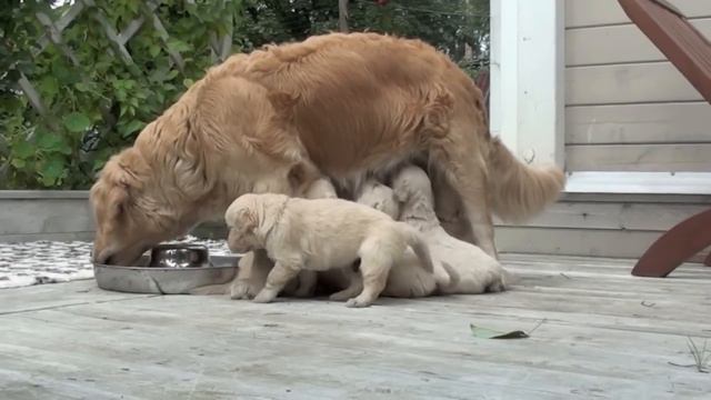 Golden retriever puppies 1 months/щенки золотистого ретривера 1 месяц смотреть онлайн