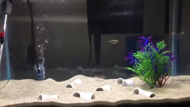 Lamprologus Meleagris Pearly Ocellatus смотреть онлайн