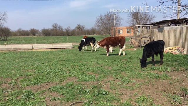 Мои животные смотреть онлайн