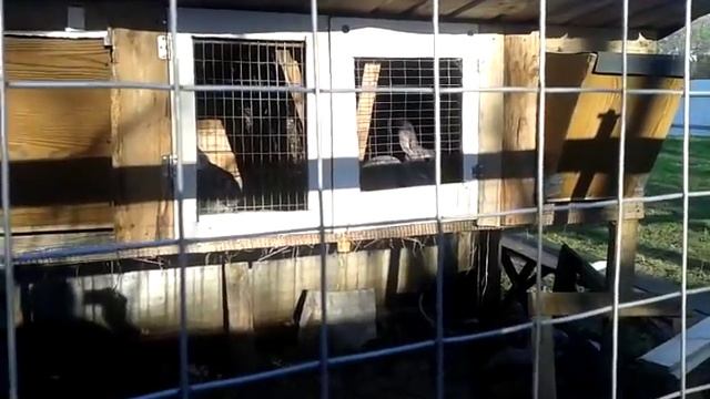 вольер для кроликов ч.2 смотреть онлайн