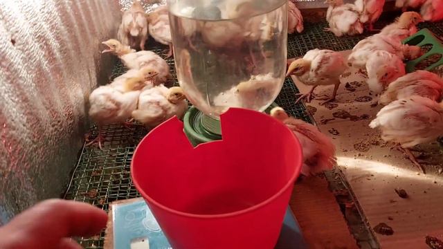 ПЕРЕПЕЛА БЕЛЫЙ ГОЛЛАНДСКИЙ ГИГАНТ 10 ДНЕЙ,ВЕС,КОРМ,ПРОПОЙКИ,БРУДЕР.