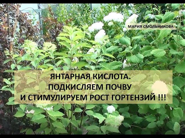 Янтарная кислота. Подкисляем почву и стимулируем рост гортензий !!! смотреть онлайн
