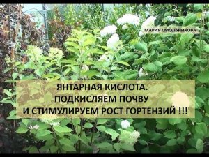 Янтарная кислота. Подкисляем почву и стимулируем рост гортензий !!!