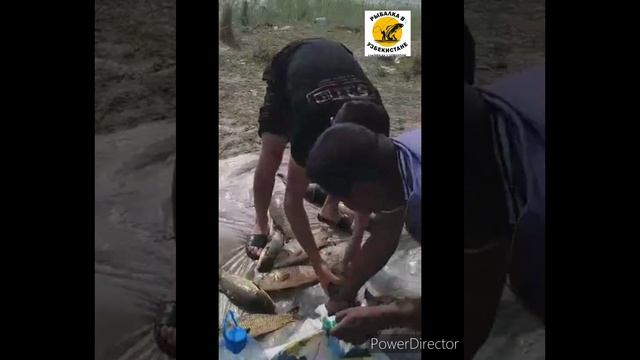 МЫ ПОКАЖЕМ ВАМ СКОЛЬКО ЛОВИЛИ САЗАНОВ И НА ЧТО КЛЮТ. смотреть онлайн
