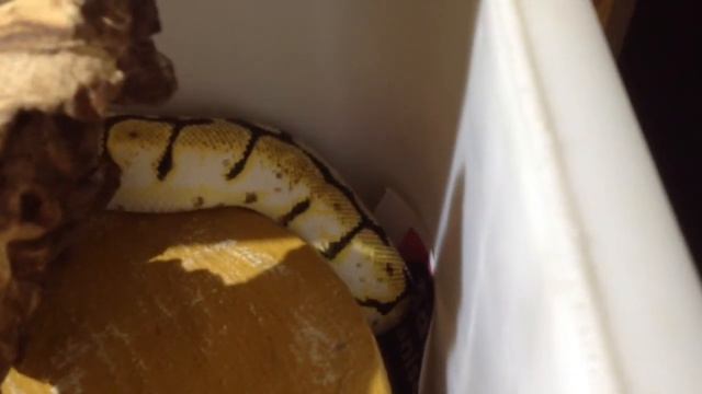 Why Won't My Ball Python Eat смотреть онлайн