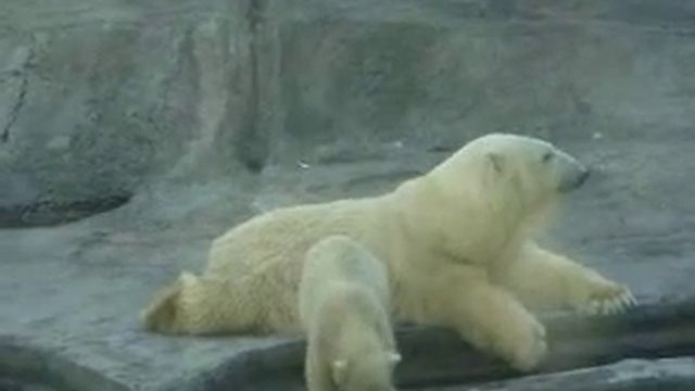 ZOO смотреть онлайн