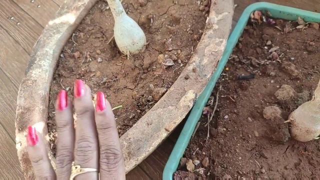 How do you revive a dying desert rose? | Save Adenium with soft caudex? | shrinking Adenium | care смотреть онлайн