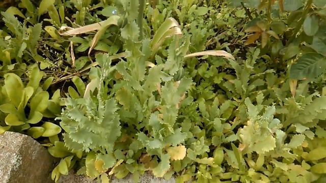 Kahdos Garten Tag 60 - Die gute Eigenschaft der Allium-Blüte! смотреть онлайн