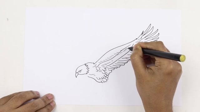 How to draw Flying Eagle easy and step by step. смотреть онлайн
