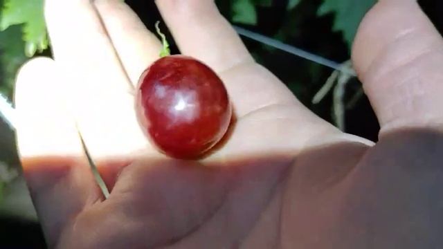 Днепровская Красавица на 11.09.21 смотреть онлайн