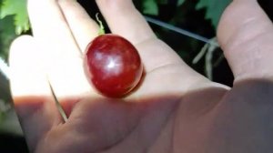 Днепровская Красавица на 11.09.21