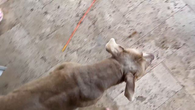 OUR KIDS CRIED WHEN WE GAVE AWAY OUR DOG 😭 смотреть онлайн