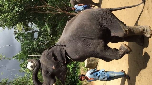 Пхукет, слоники