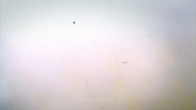 Кармен - Лондон,Гуд Бай (Phonk Edition By Krovaldo) | Drift | Ken Block смотреть онлайн