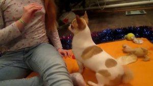 дрессировка чихуахуа - мой Каспер