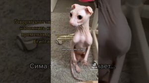 ГОВОРЯТ ЭТОТ ЗВУК ДОЛЖЕН НАПОМНИТЬ КОШКАМ О ВРЕМЕНАХ ДРЕВНЕГО ЕГИПТА