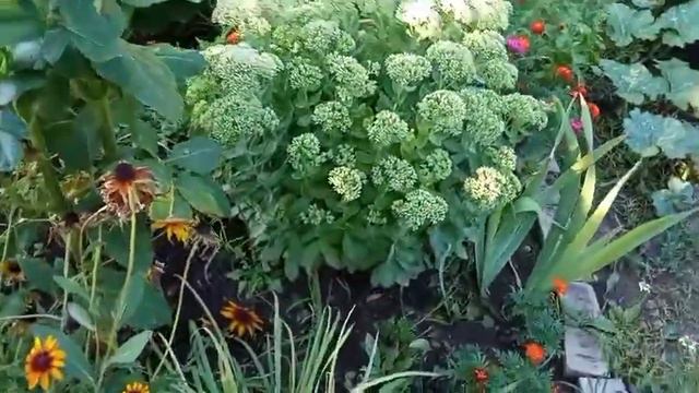 Крупные георгины смотреть онлайн