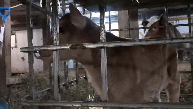 тёлочка джерсейской породы смотреть онлайн