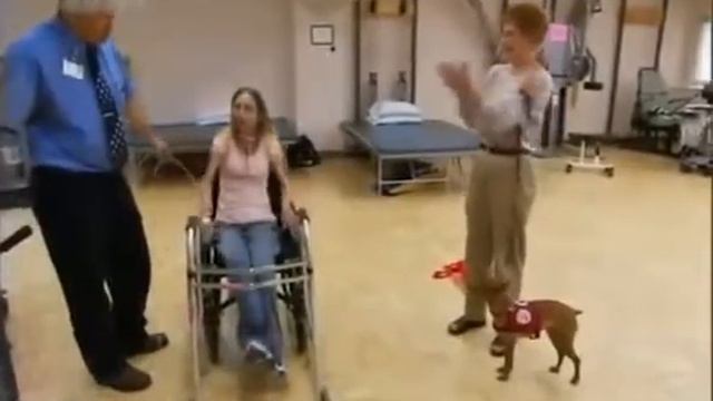 О пинчерах карликовых на русском смотреть онлайн