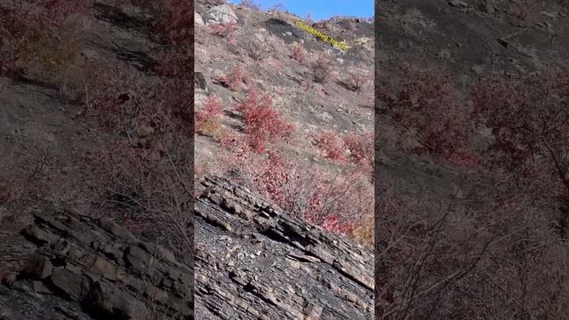 Охота на зайца ? суровых горах? Цумадинский район ? Ма ша Аллагь красота ????