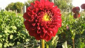 Георгины. Шары и помпоны Часть 3