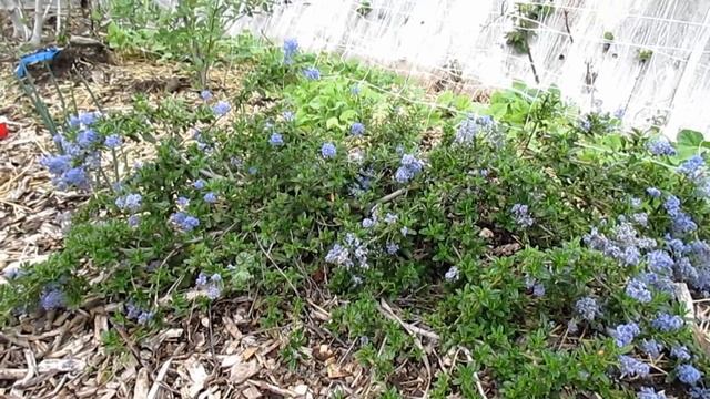8 Reasons To Grow Ceanothus In Your Landscape!