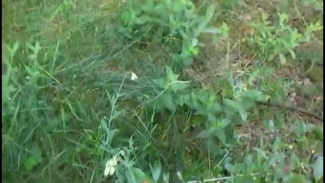 Карликовая вишня 04 Jun 2018 vishnja смотреть онлайн