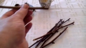 Размножение бесшипной ежевики черенками