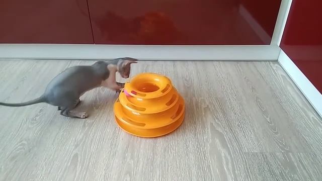 Трек с шариками для кошек, или как занять надолго кота! (канадский сфинкс играет) смотреть онлайн