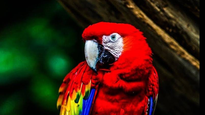 Лучшее 4K видео смотреть онлайн