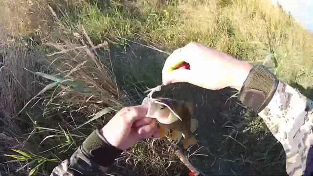 Ловля нахлыстом окуней | Perch Fly Fishing смотреть онлайн