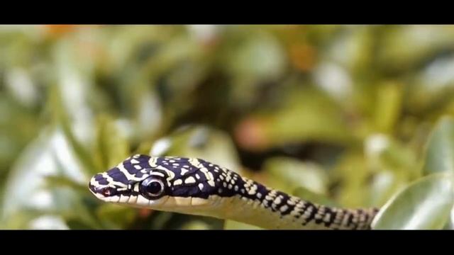 ?СІЗ БҰЛ ЖЫЛАНДЫ КӨРМЕГЕНСІЗ/ЕРЕКШЕ ЖЫЛАНДАР смотреть онлайн