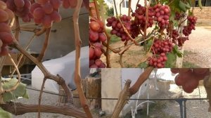 Виноград Анюта