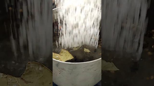 МАРИНОВАННЫЕ СВИНУШКИ | ПРОСТОЙ И ЛУЧШИЙ РЕЦЕПТ МАРИНОВАНЫХ ГРИБОВ | ЛЕГКО И ПРОСТО ! смотреть онлайн