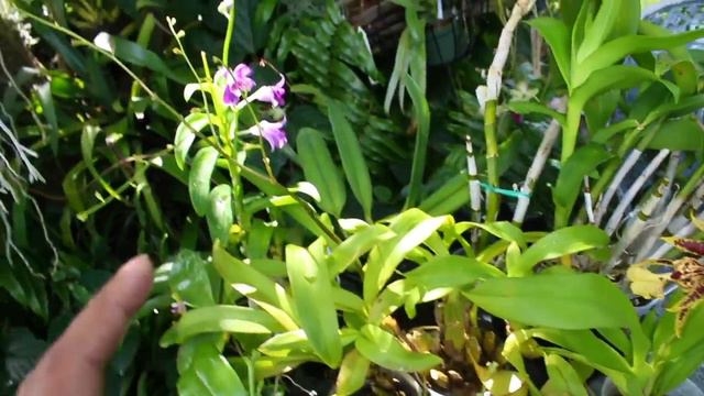 ORCHIDS I SOLD ON EBAY! HARD TO SAY GOODBYE! смотреть онлайн