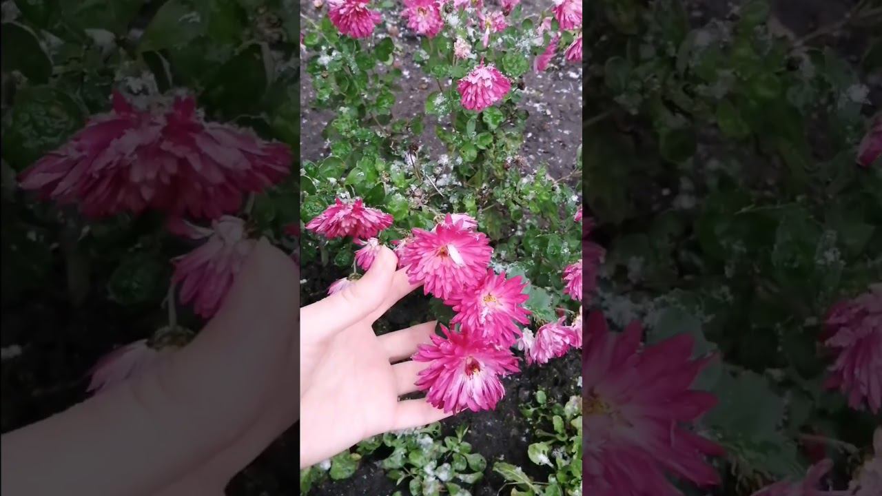 #КороткоОПогоде ❄️ смотреть онлайн