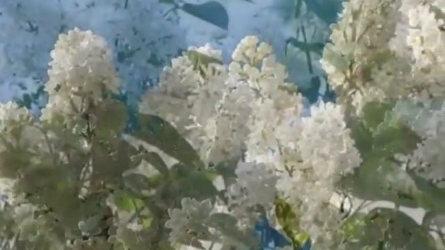 Белая сирень Е Мартынов смотреть онлайн